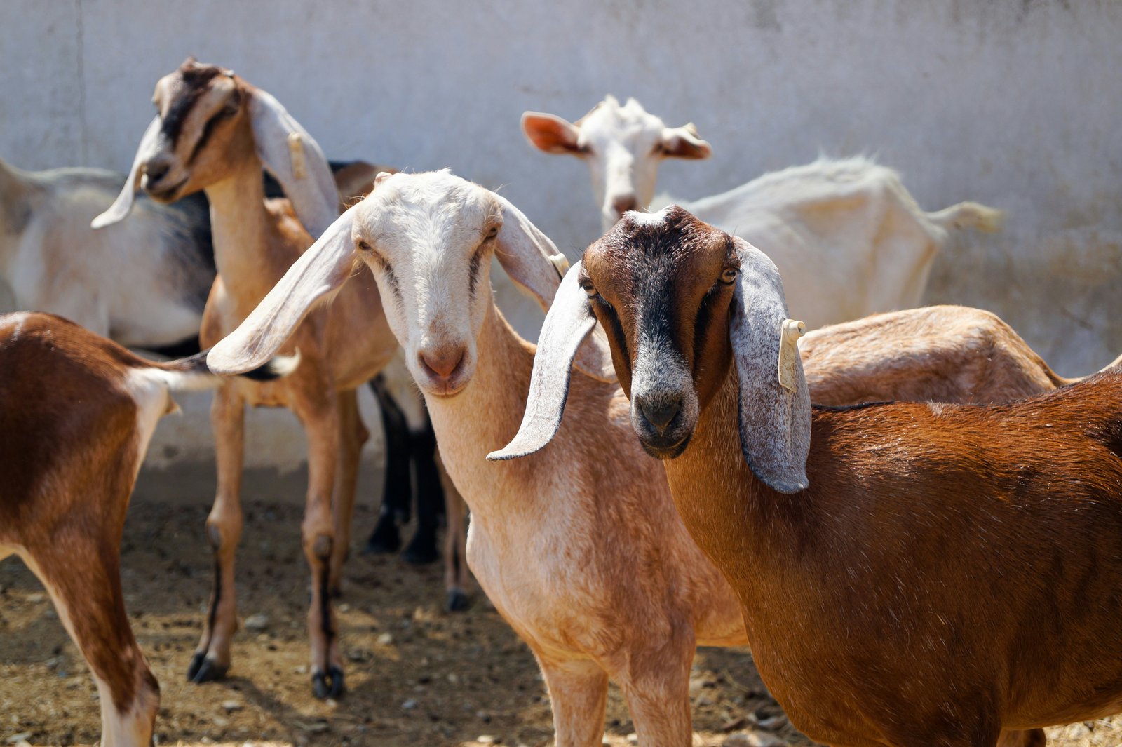 Goat Farm