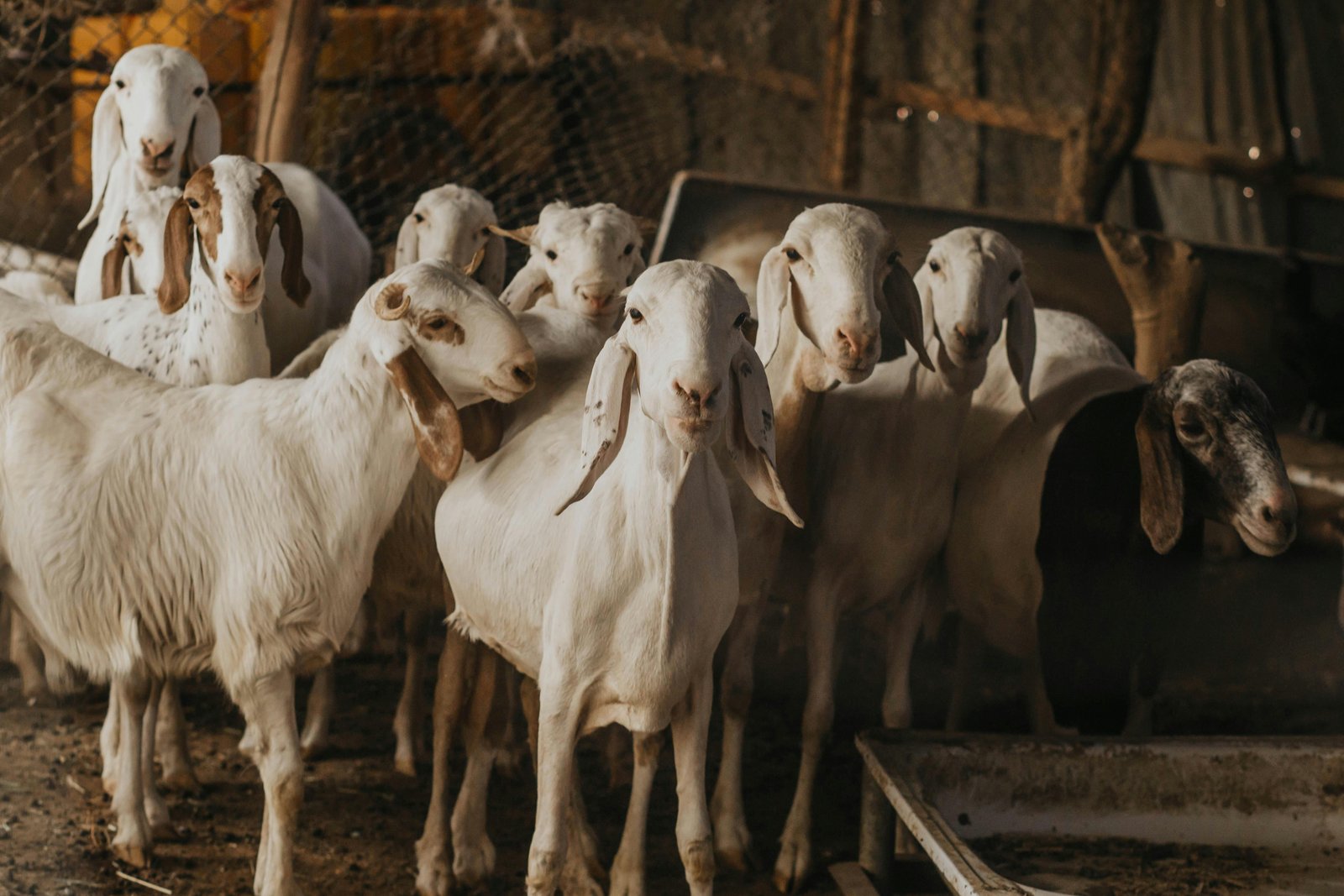 Farm Animal Care