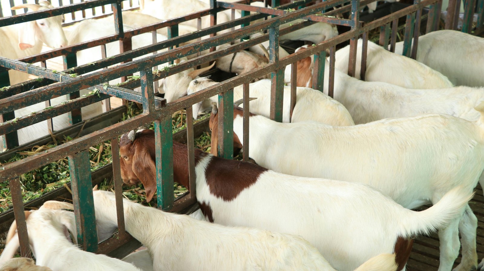 Professional Goat Farming