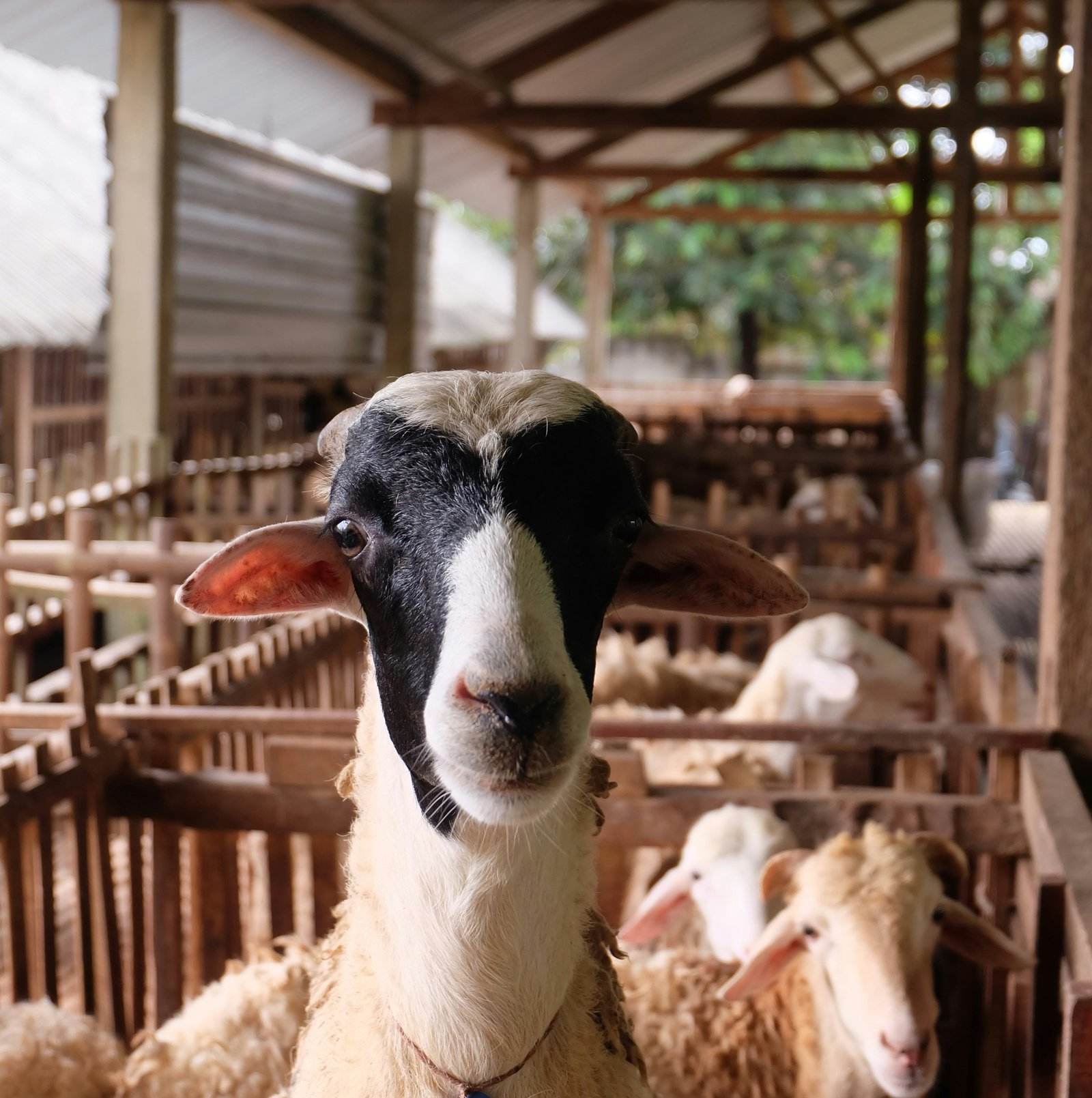 Farmer with Goat